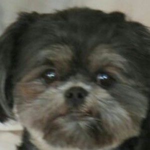 Meet your Posher, Nina